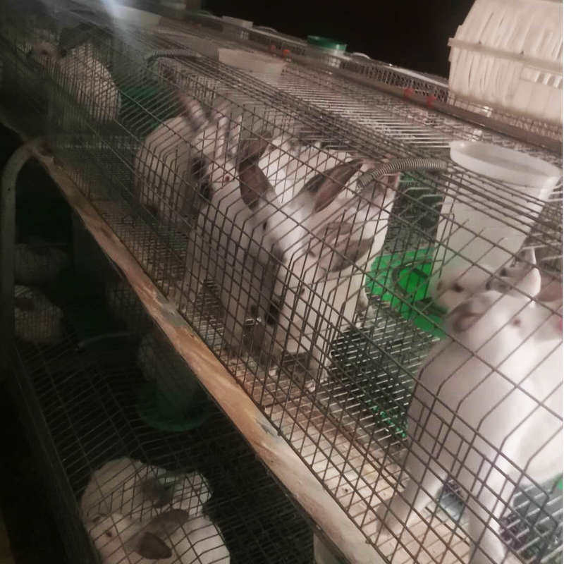 自动化兔笼 新型热镀锌繁殖笼免清粪  品型繁育笼 双层欧式兔笼,畜牧/养殖物资,养殖笼具/鸡笼/兔笼/鸽笼,淘宝优惠券,粉丝福利购,淘宝优惠卷