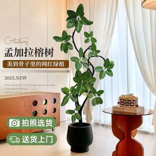 仿真孟加拉榕大型绿植物室内客厅盆栽黄金榕高山榕树落地摆件