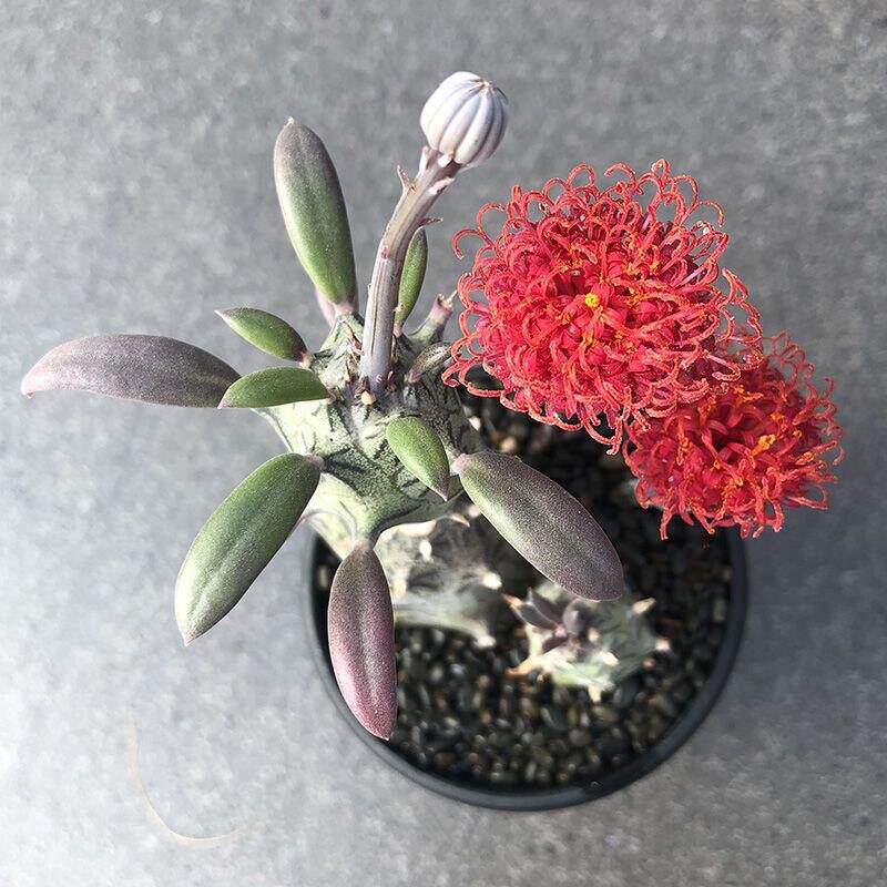 普西利菊 开花漂亮菊科无刺仙人柱仙人球多肉植物盆栽室内绿素虹