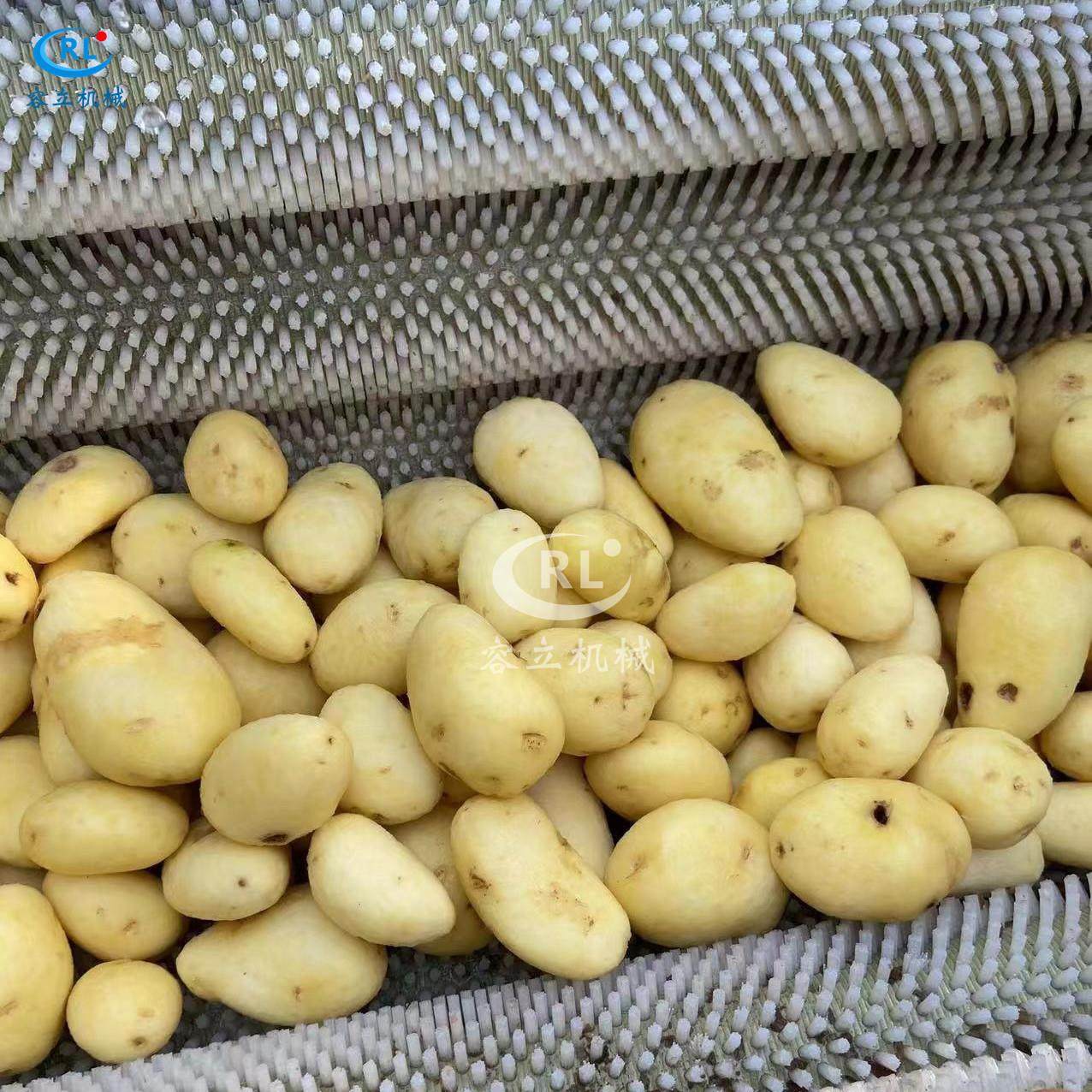 全自动毛刷土豆清洗机毛刷南姜番薯清洗设备小型马铃薯清洗机,清洗/食品/商业设备,果蔬加工设备,淘宝优惠券,粉丝福利购,淘宝优惠卷
