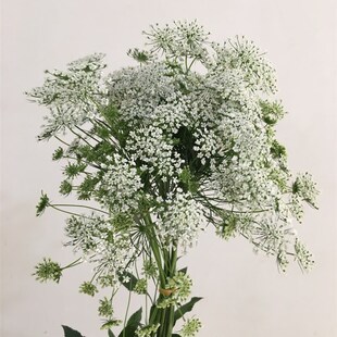 蕾丝鲜花配花云南直发昆明直批基地花市插花水养花束婚庆配花