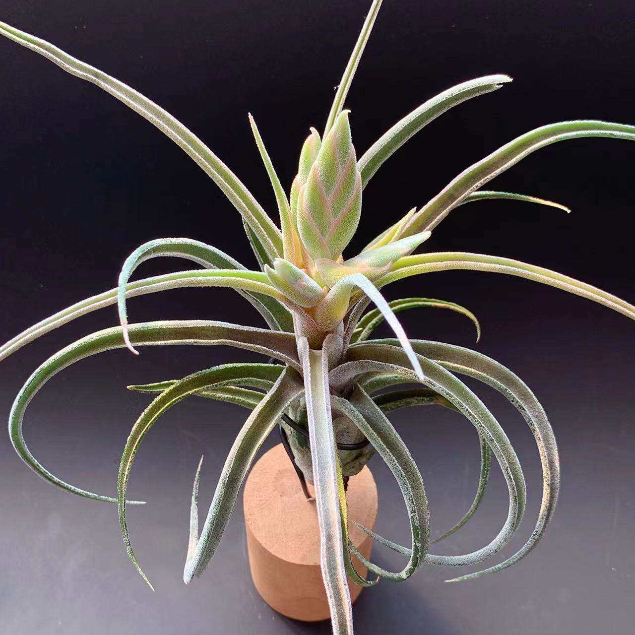 坐美人 空气凤梨无土植物稀有品种空气草桌面绿植装饰