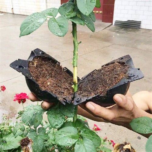 100 Pcs Black Cutting Grafting Box Plant Rooting Equipment