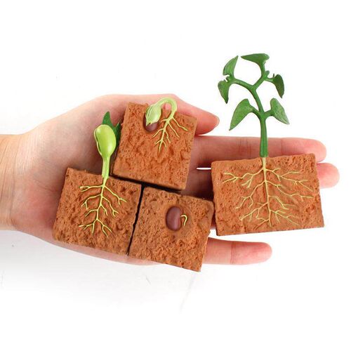 Simulation Life Cycle of a Bean Plant Growth Cycle Model