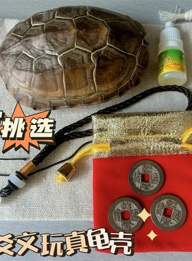 天然文玩真乌龟壳爻卦六爻文玩龟甲卜乾隆通宝铜钱草龟壳富甲摆件