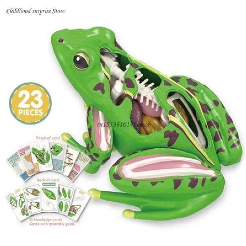 4D Anatomical Frogs Educational Toy for Children Veterinary