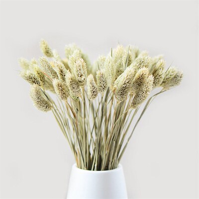 [jewel Grass] Natural Dried Flowers And Grasses, Everlasting