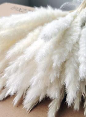 15Pcs Dried Small Pampas Grass Flowers Pantas Artificiales P