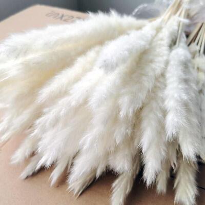 15Pcs Dried Small Pampas Grass Flowers Pantas Artificiales P