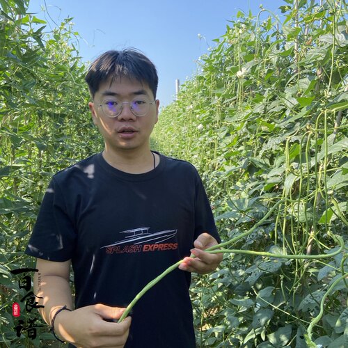 百食谱河南农家现摘脆嫩长豆角