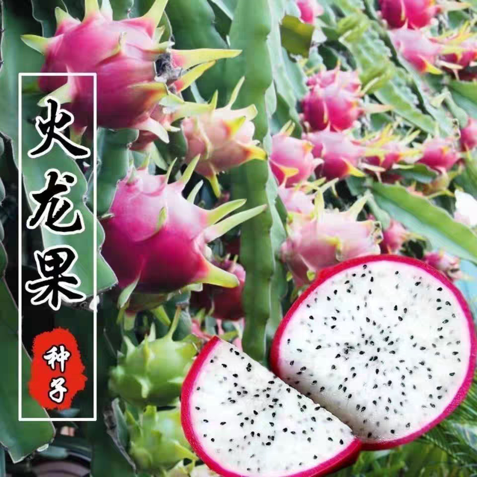 火龙果种子阳台庭院盆栽红皮白心家庭园艺种子