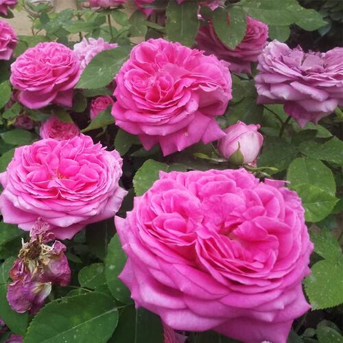 无刺月季花西枝牡丹月季玫瑰爬藤蔷薇大花藤本浓香罗伊庭院阳台花