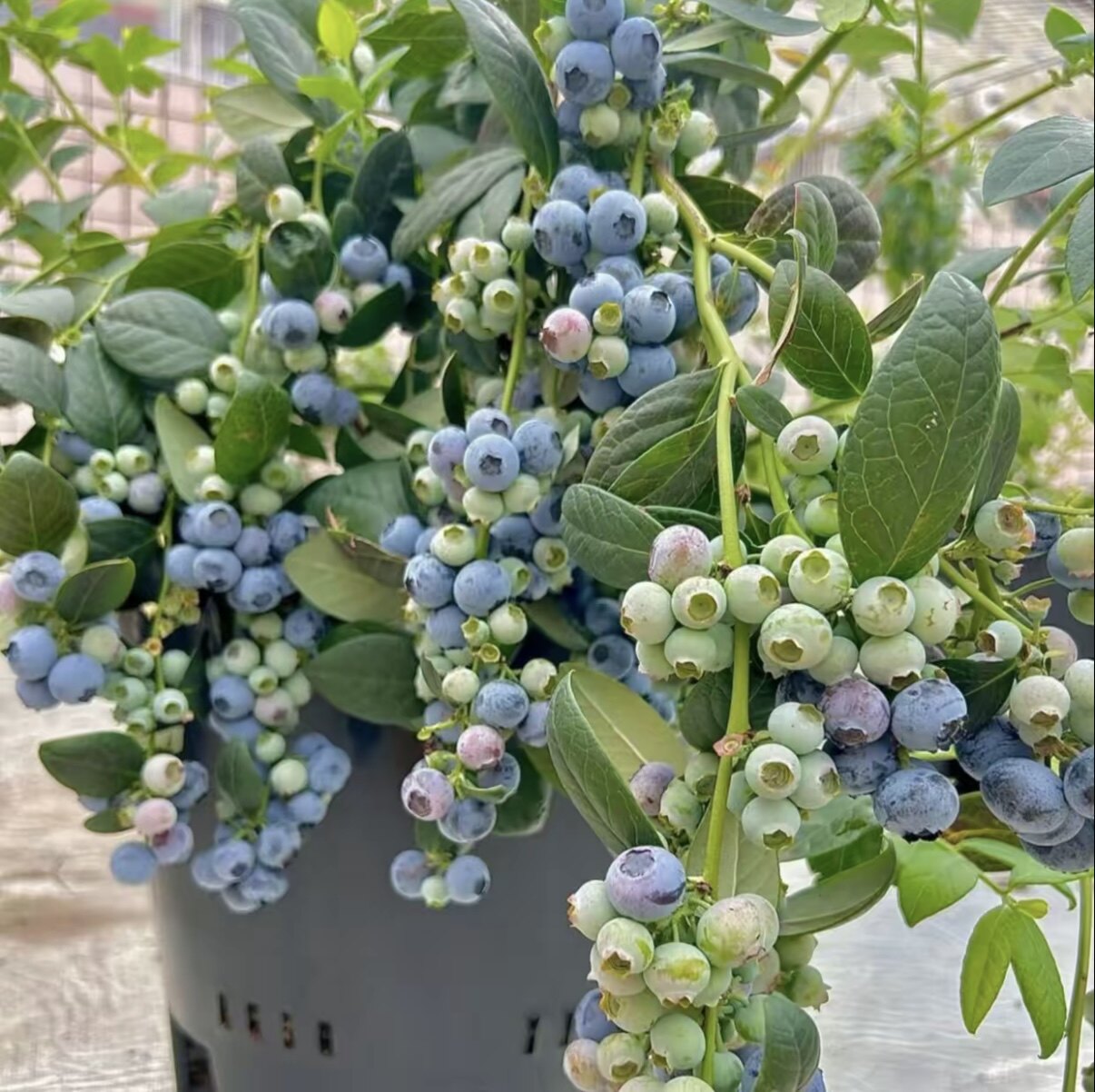 蓝莓树苗L25花香蓝莓纯甜无酸高产大果F6蓝莓带花带果盆栽地栽