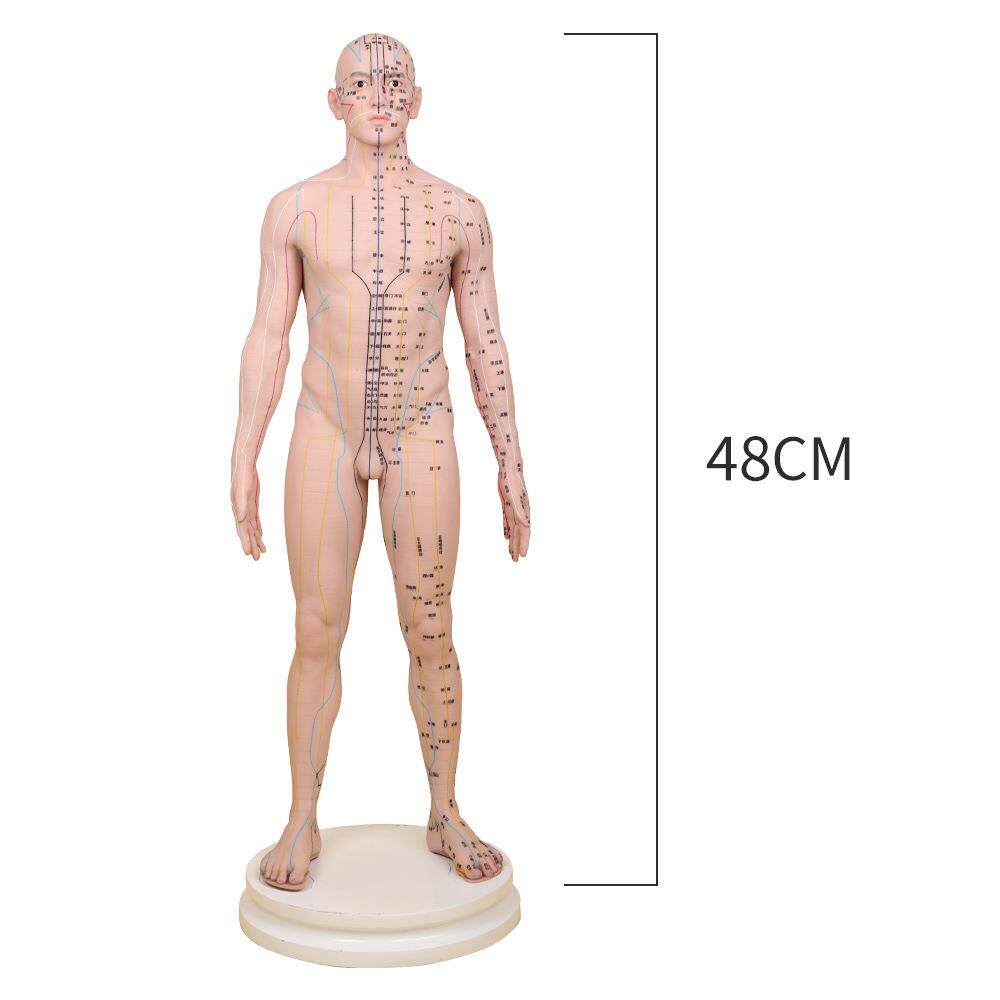 针灸模型硅胶教学模型人体穴位经络模型可扎针教学针灸人体模具