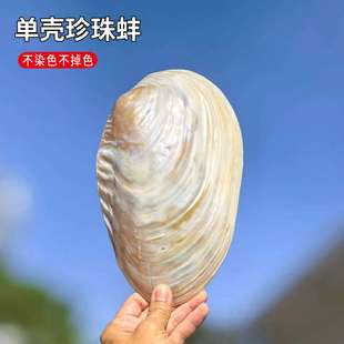天然大珍珠蚌壳超大贝壳拍摄道具海螺鱼缸造景装饰摆件果盘餐盘