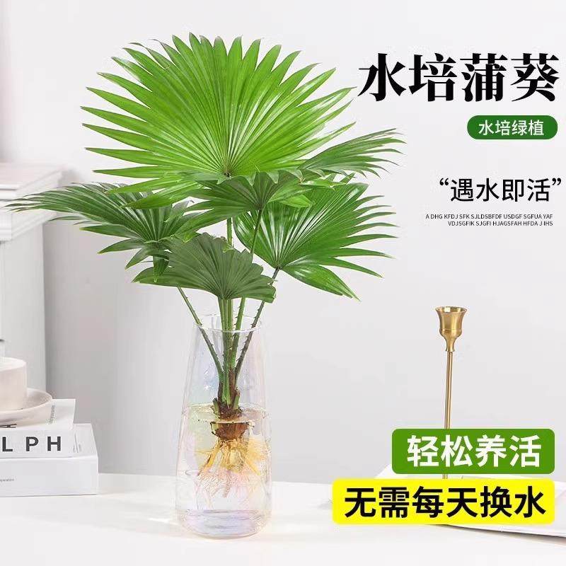 水培植物大扇叶蒲葵盆栽懒人水养植物室内好养办公室观叶绿植盆景,鲜花速递/花卉仿真/绿植园艺,割草机/草坪机,淘宝优惠券,粉丝福利购,淘宝优惠卷