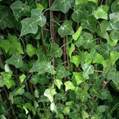 Artificial Ivy Vine Home Fak Plants Decor Garland 210cm Leaf