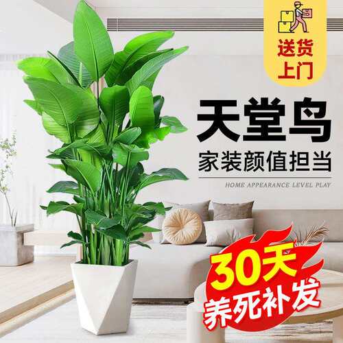 天堂鸟室内盆栽大型客厅北欧网红绿植物办公室客厅阳台鹤望兰