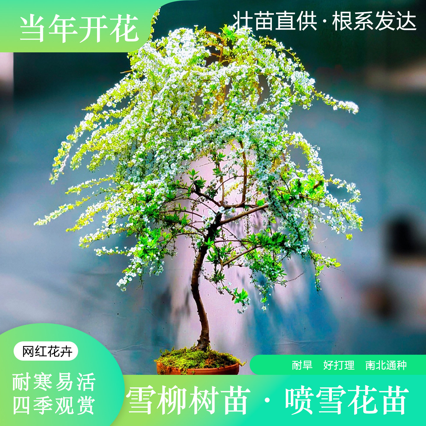 【花镜恋】强烈推荐-雪柳喷雪花