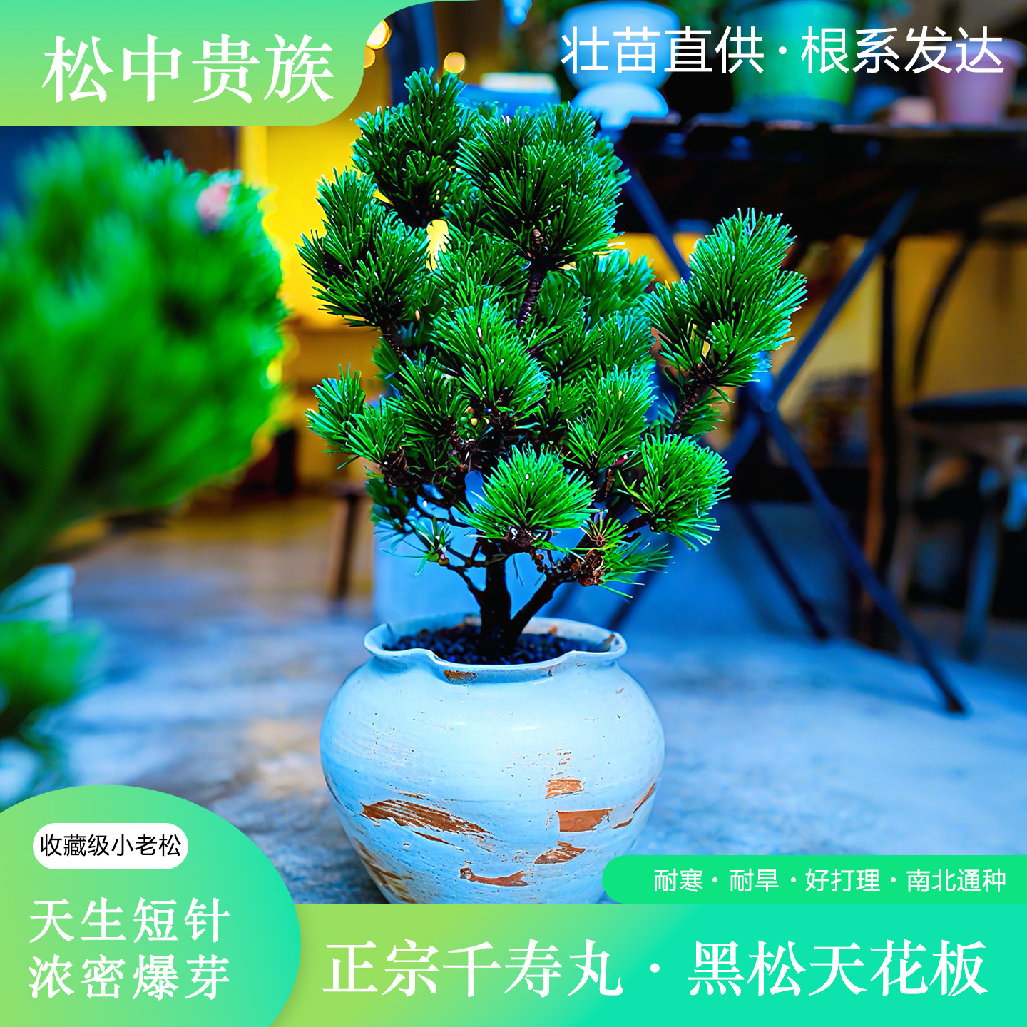 千寿丸黑松造型日本短针松树盆栽树苗黑松嫁接庭院阳台老桩易养护
