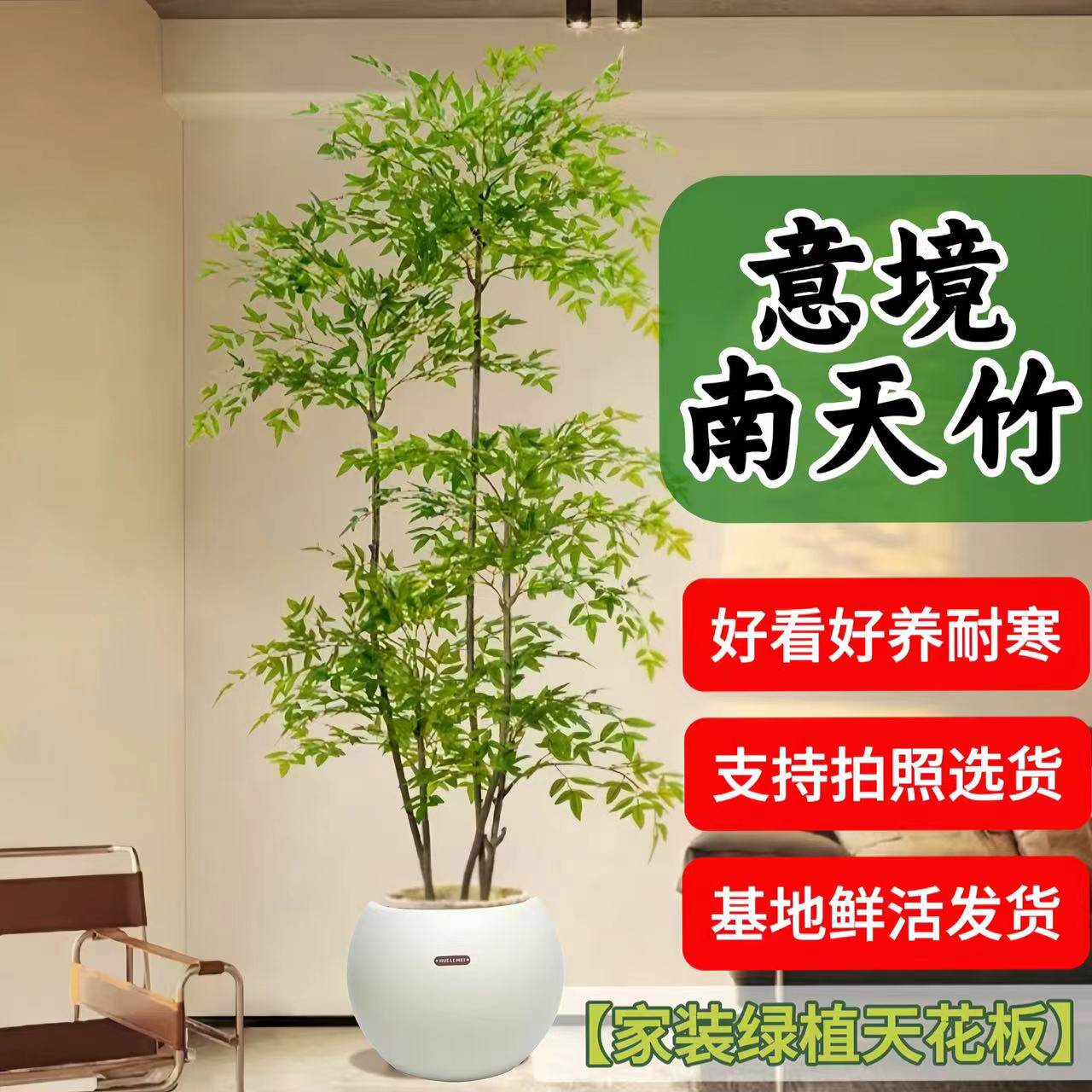 南天竹盆栽意境老桩绿植
