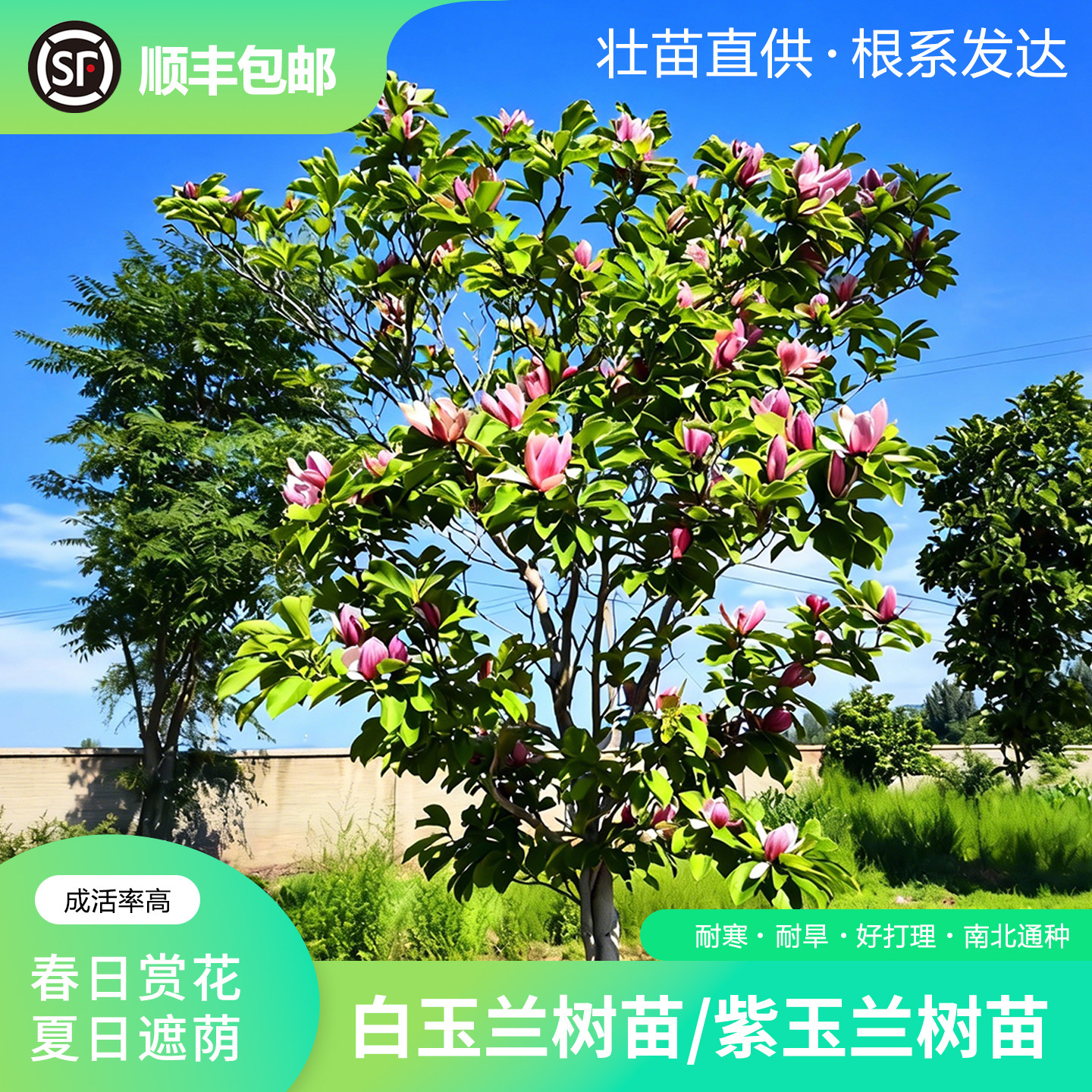 紫玉兰白玉兰花树苗【花镜の恋】