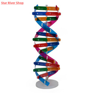 DNA Models Double Helix Science Popularization Teaching Toy