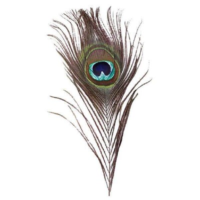 10pcs Natural Real Peacock Feathers For Diy Decorations