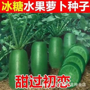 Rock sugar fruit, radish seeds, raw, crispy and sweet. Farm