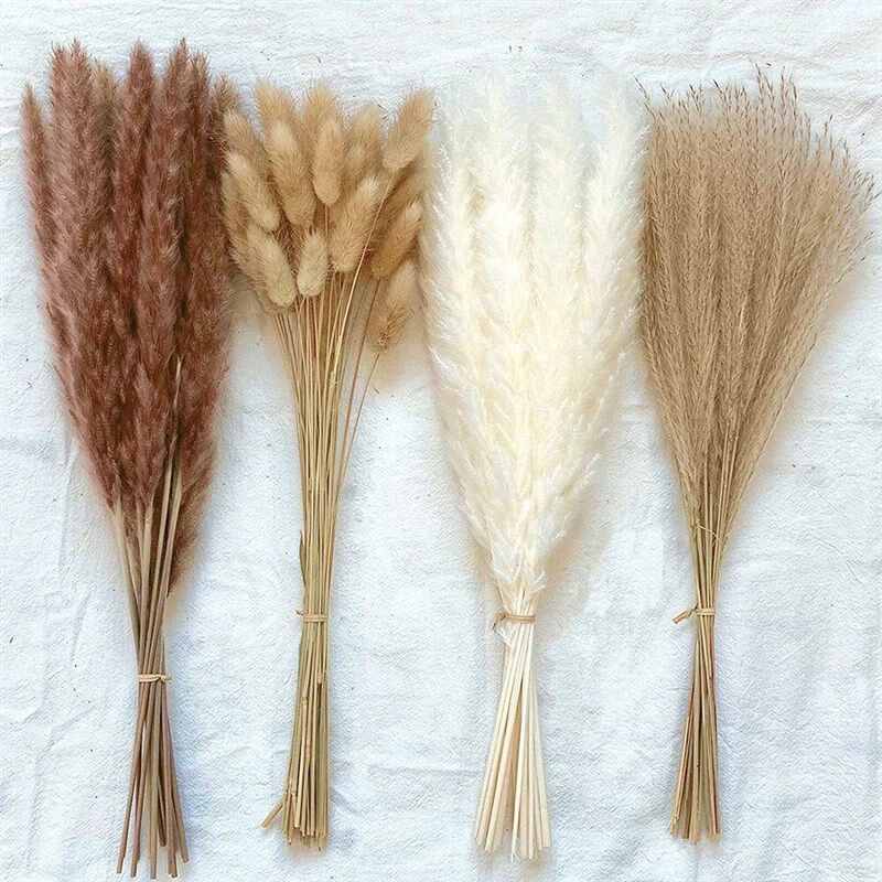 100Pcs/lot Cream Pampas Grass Fluffy Room Phragmites Decorat