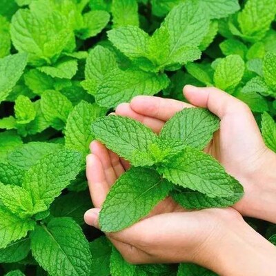 Premium Natural Catnip Cat toys Organic Cat nip