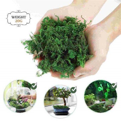 Decorative Moss Green for Plants Preserved Potted Fake