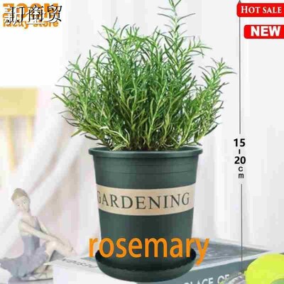 basil plants herbs mint rosemary thyme, spices Edible plant