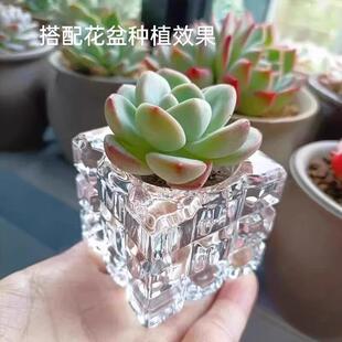 Soilless succulent planter, transparent glass bottle for pla