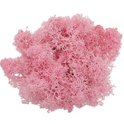 Immortal Reindeer Moss White Hair Moss Large Boxed 500g200g
