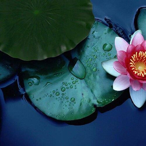 3 Pcs Plant Pool Fish Tank Fountain Lotus Leaves Fake Leaf