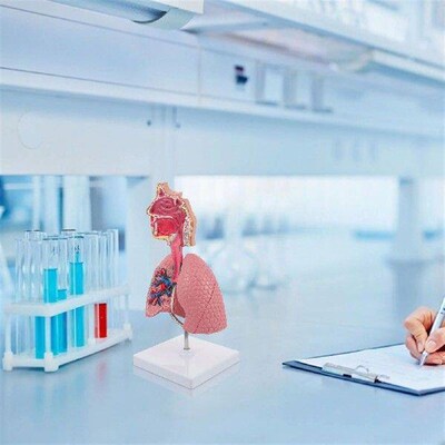 Toy Respiratory System Model 4d Anatomical Assembly of