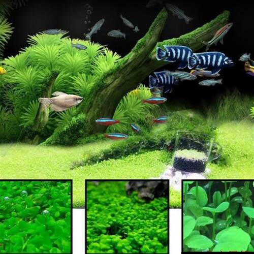 Aquarium Seeds Water Grass Mini Leaf Live Plant Fish Tank2