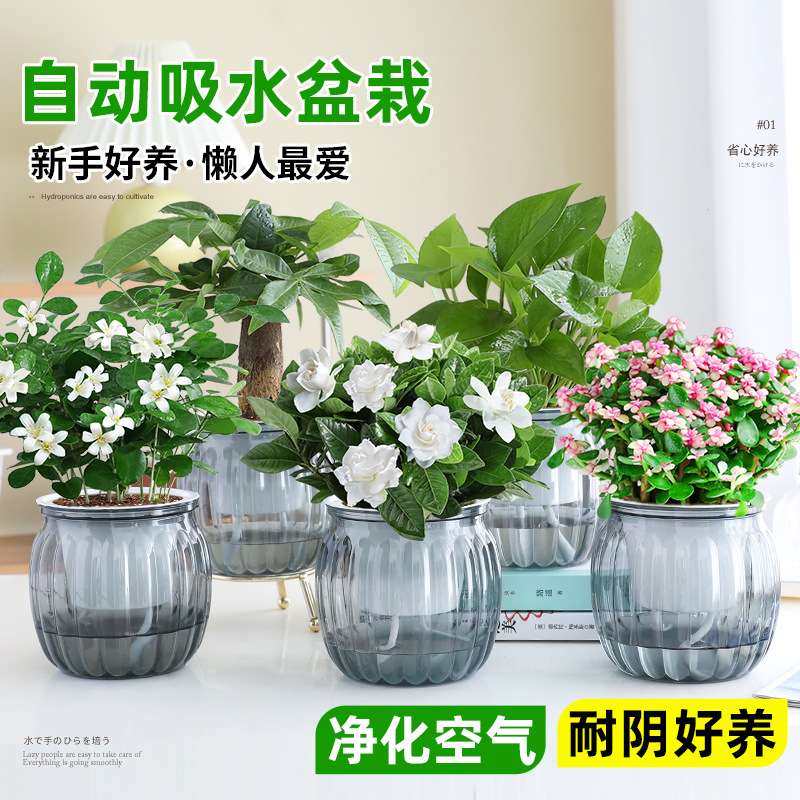 绿萝箩桌面植物发财树盆栽栀子花绿植花卉办公室内多肉水培好养活,3C数码配件,其它配件,淘宝优惠券,粉丝福利购,淘宝优惠卷