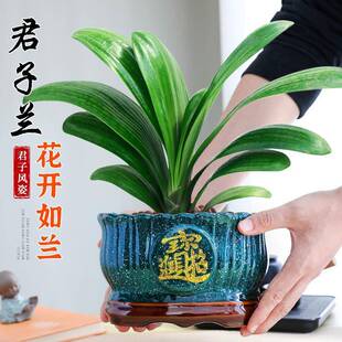 君子兰盆栽老苗带花苞四季常绿好养活多肉花卉易活净化绿植物室内
