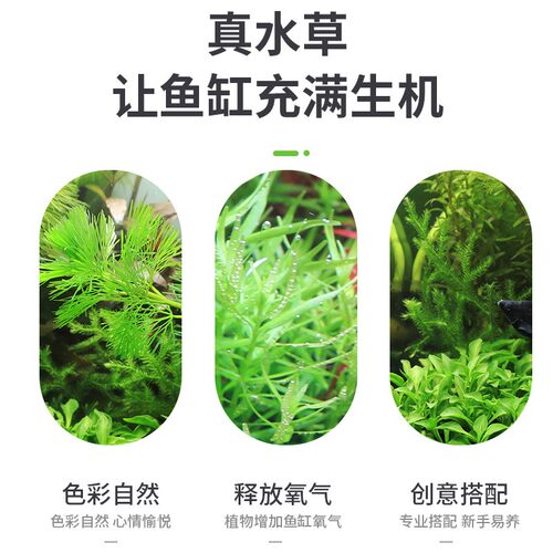 桌面超白玻璃热带鱼缸自循环生态客厅金鱼斗鱼小型免换水真水草景