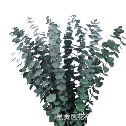 Eucalyptus Eucalyptus Leaves, Dried Flowers, Preserved Flowe