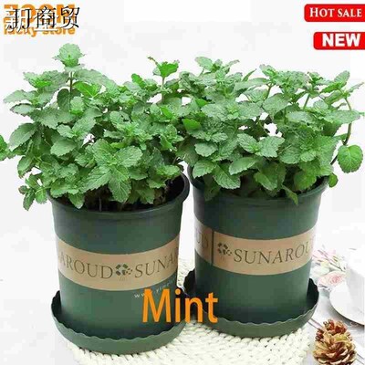basil plants herbs mint rosemary thyme, spices Edible plant
