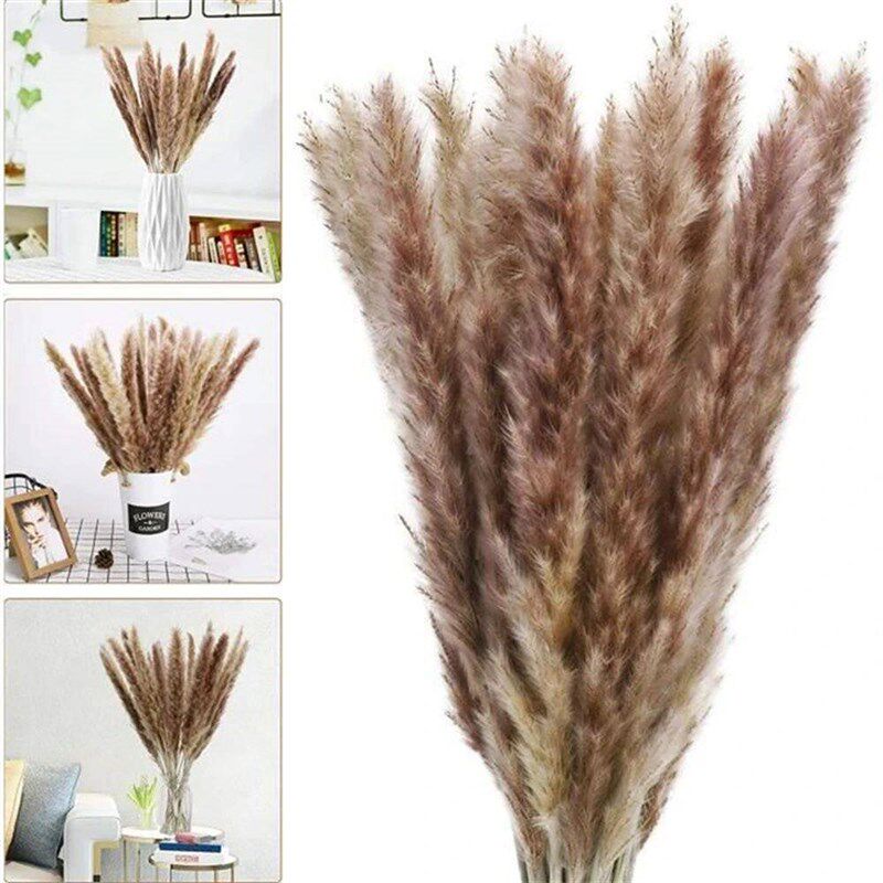 100Pcs/lot Cream Pampas Grass Fluffy Room Phragmites Decorat