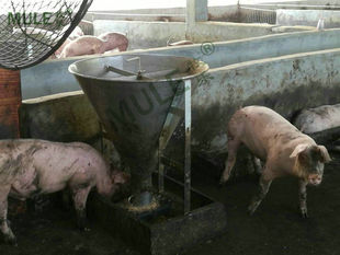 不锈钢干湿料槽育肥母猪食槽猪用自动下料槽保育喂料器自由采食桶