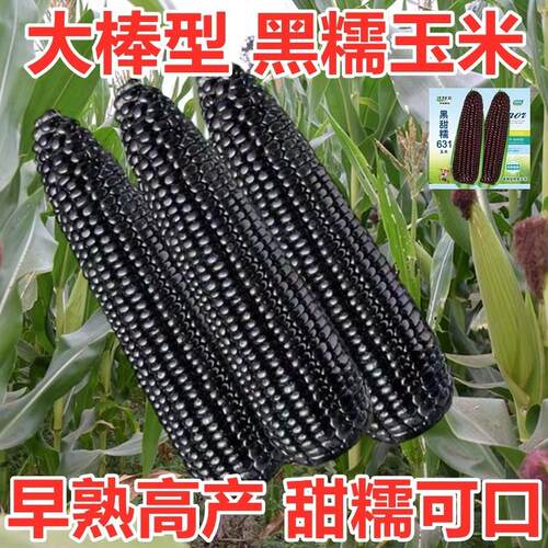 Black sweet glutinous corn seeds, super sweet fruit corn se