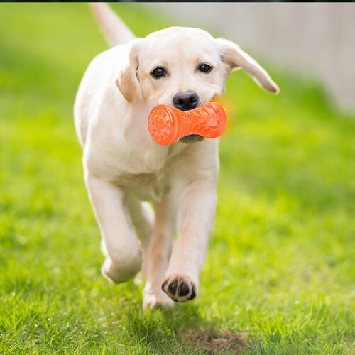 Dog Toothbrush Bone Sturdy Dog Toy Interactive Puppy Game To