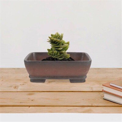 Succulent Stoneware Bonsais Pots for Plants Orchid Planter