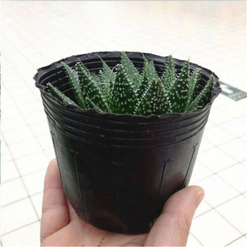 300 Pcs Nutrition Cup Houseplants Bowl Storage Container