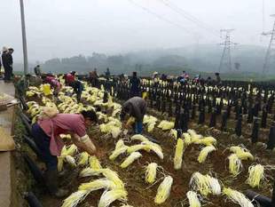韭黄种植筒黑罩子家用隔光用筒韭菜遮光筒韭黄遮阳桶农业圆柱盖